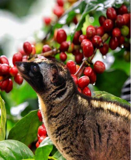 COFFEE TOUR - Buôn Ma Thuột - Đắk Lắk - 2N1Đ